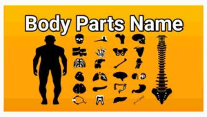 Body Parts Name in Hindi: 50 Body Parts in English with Pictures
