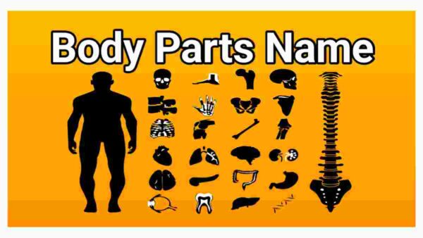 50 body parts name, 10 body parts name, 20 body parts name, body parts images, body parts in hindi, body parts name, body parts name in english, body parts name in english and hindi, body parts names, male body parts, Parts of the body, Parts of body, Parts of body name, Cow body parts name, Dog body parts name, Girl body parts name, Man body parts name,